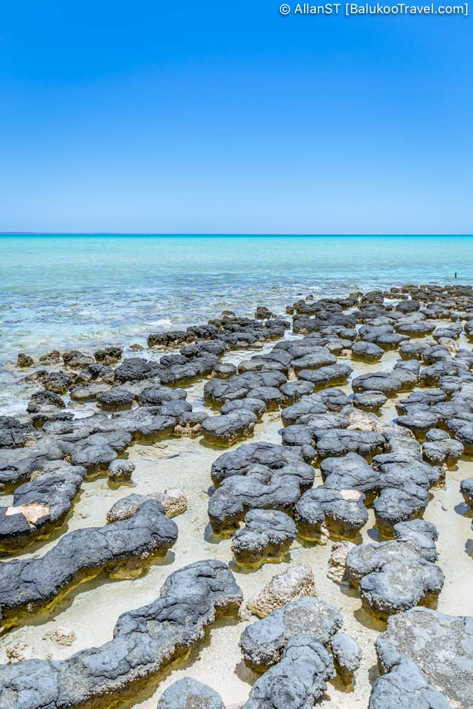 Hamelin Pool