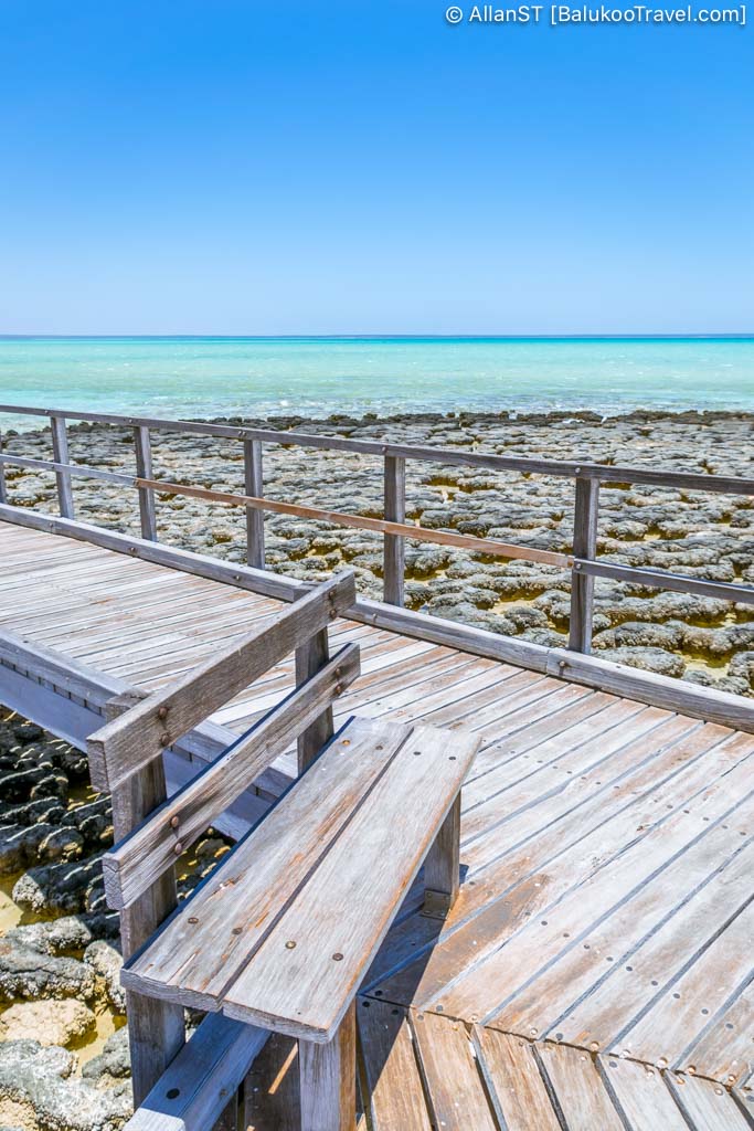 Stromatolites are living fossils and the oldest living life forms on Earth. Hamelin Pool