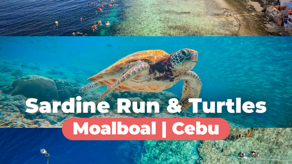 moalboal sardine run and turtles cebu