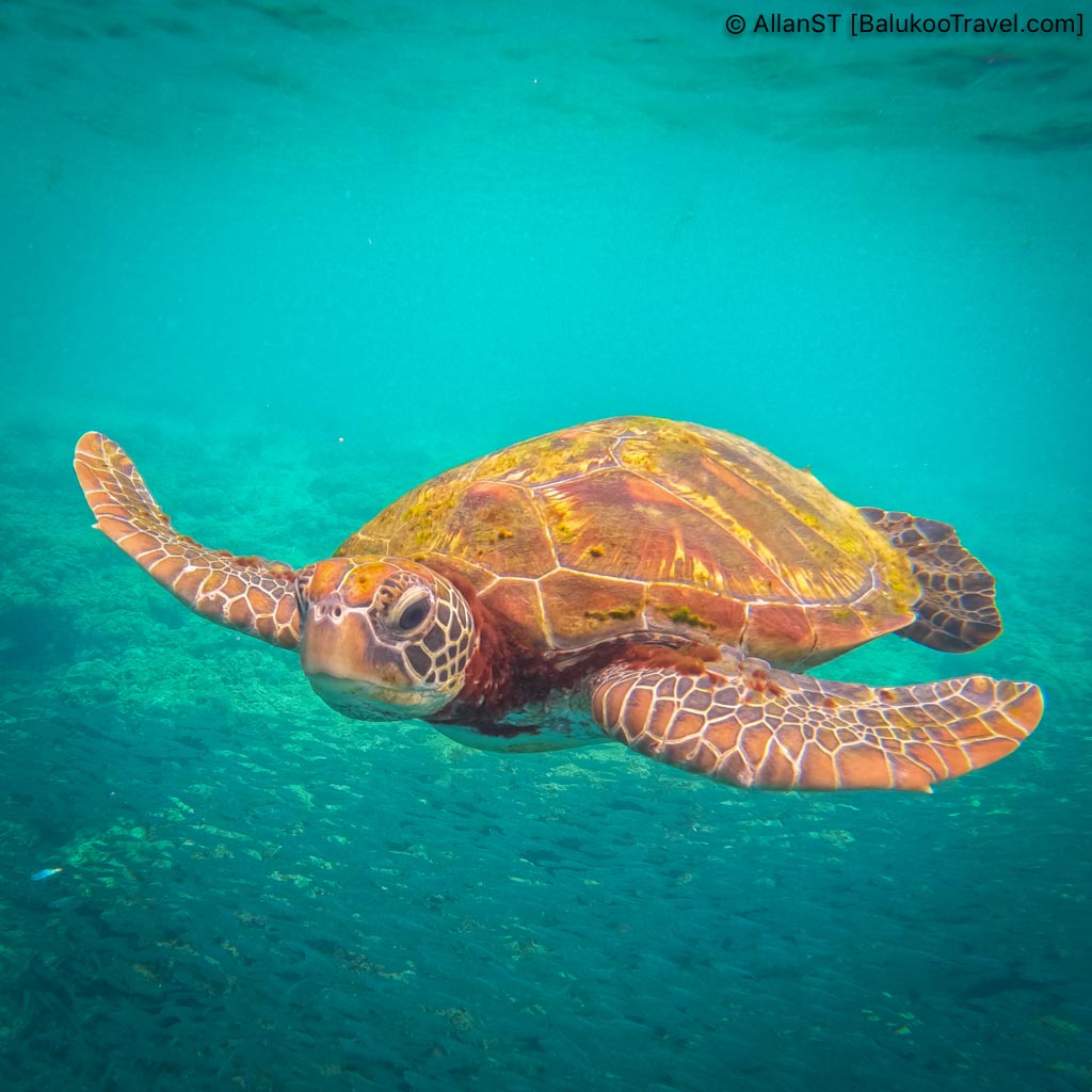 Turtles can be commonly seen at Panagsama Beach and is another top attraction for visitors.