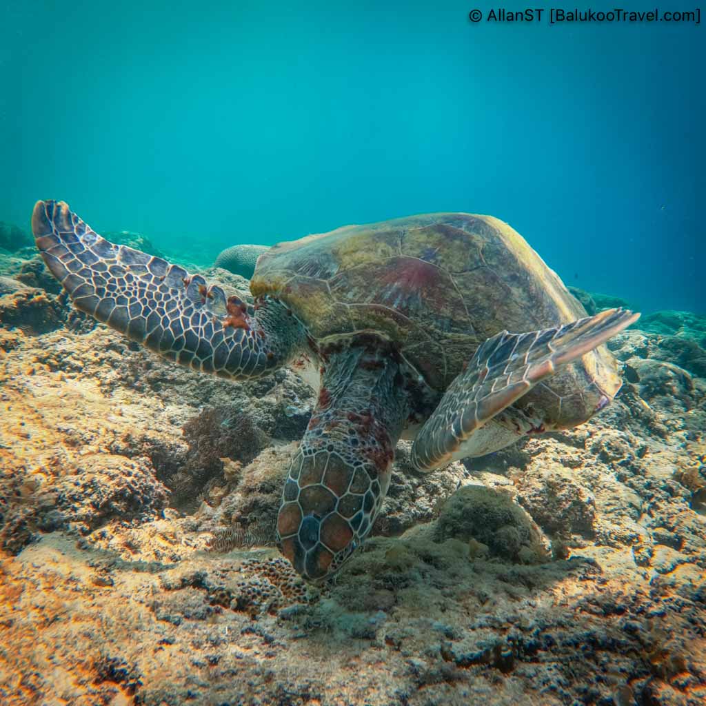 The turtles at Panagsama Beach are known for being unafraid of humans and often swim up close, but it's essential to respect them by never touching or disturbing them.