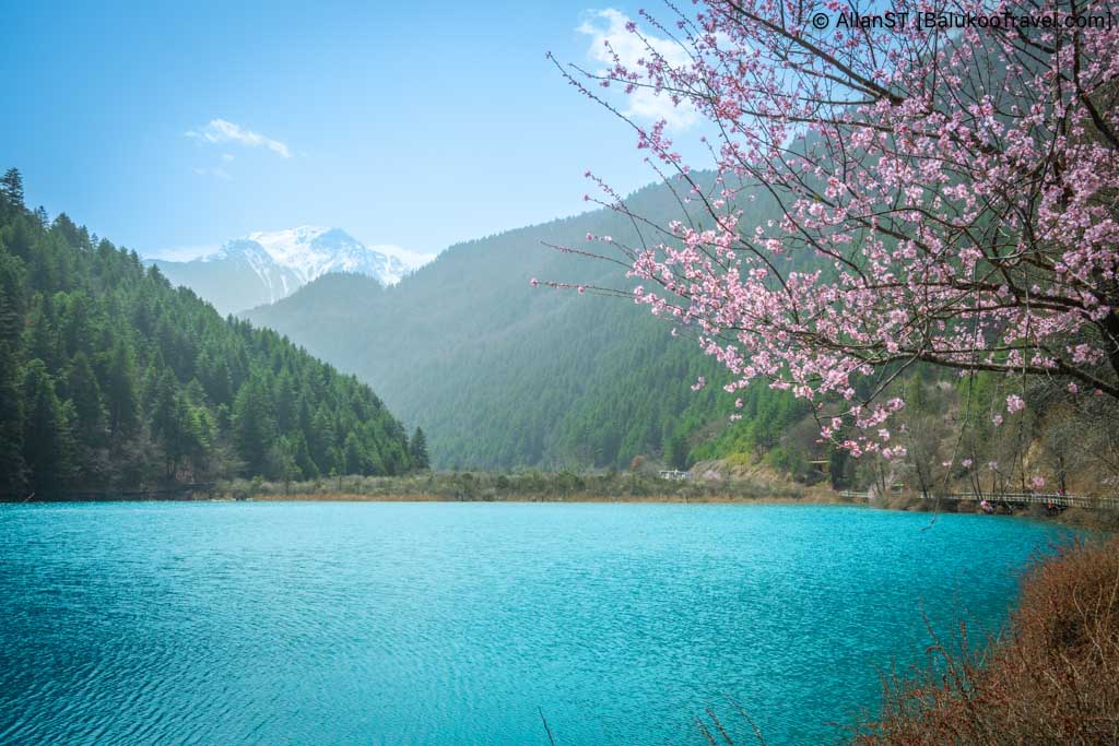 Jiuzhaigou Guide: Tiger Lake (老虎海) in Shuzheng Valley (树正沟)