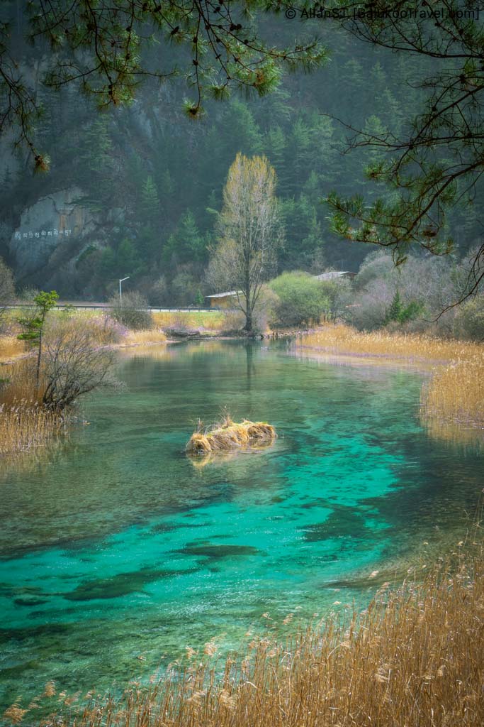 Jiuzhaigou Guide: Reed Lake (芦苇海) in Shuzheng Valley (树正沟)
