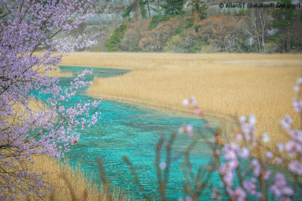 Reed Lake (芦苇海) in Shuzheng Valley (树正沟)