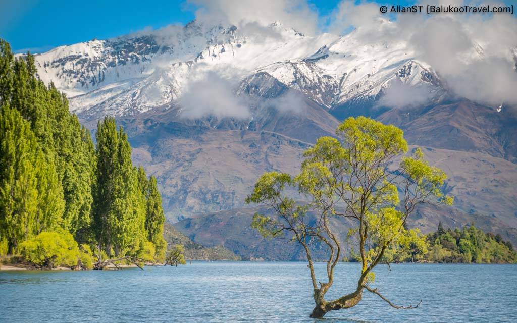 The Wanaka Tree, famously known as the "lone tree in the lake," is one of New Zealand’s most photographed natural landmarks. The Wanaka Tree, famously known as the "lone tree in the lake," is one of New Zealand’s most photographed natural landmarks.