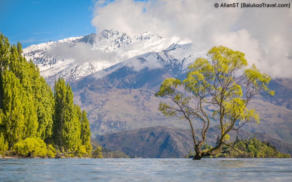 The Wanaka Tree is one of New Zealand’s most photographed natural landmarks