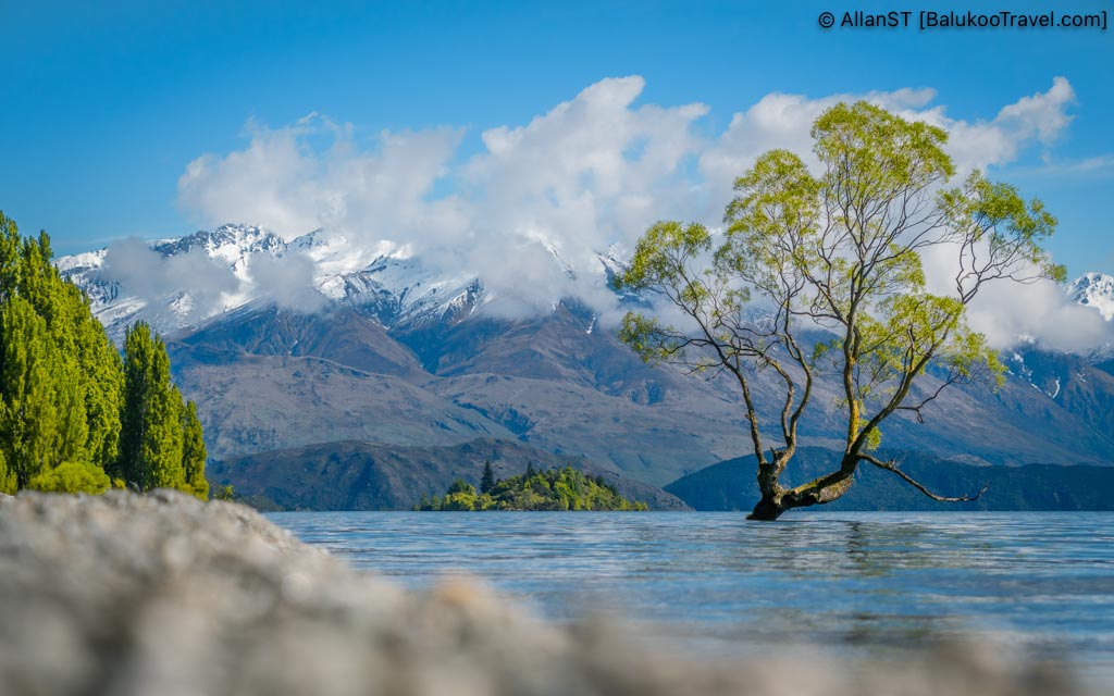 Despite its quiet presence, Wanaka Tree has become an iconic symbol of Wanaka’s serene beauty.
