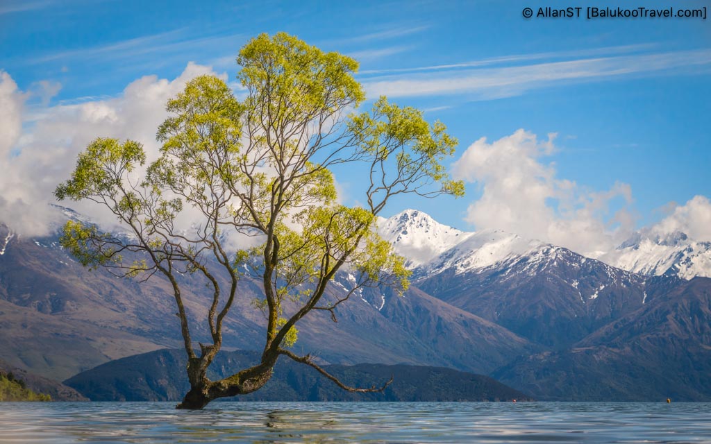 New Zealand’s most photographed tree New Zealand’s most photographed tree
