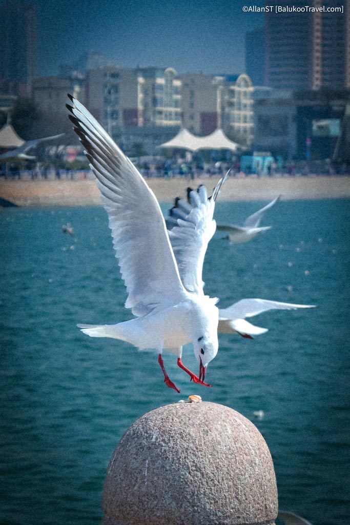 Seagulls at May Fourth Square (五四广场)