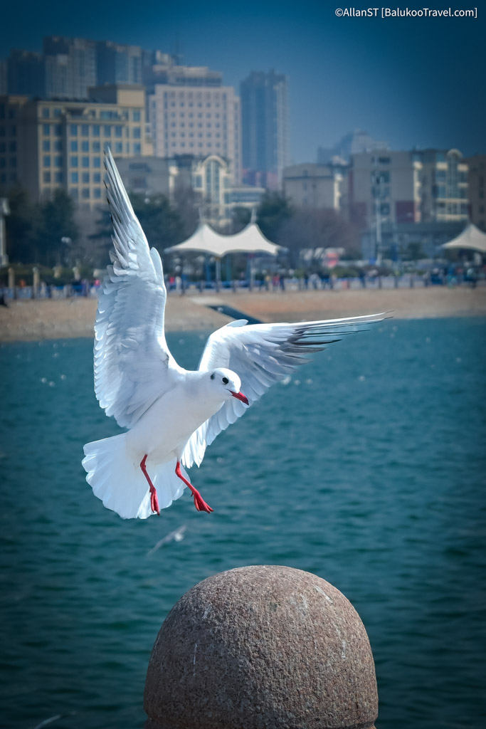 Qingdao is one of China’s most distinctive coastal cities due to its unique colonial history.